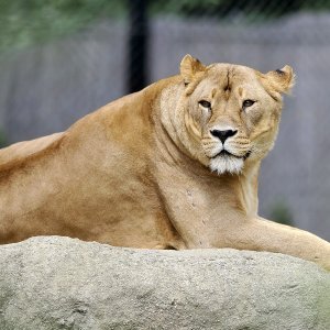 Zagrebački ZOO proslavio 93. rođendan