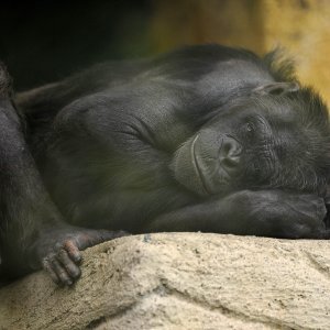 Zagrebački ZOO proslavio 93. rođendan