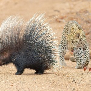 Leopard vreba dikobraza