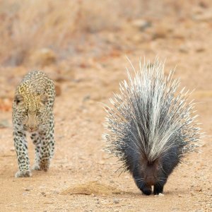 Leopard vreba dikobraza