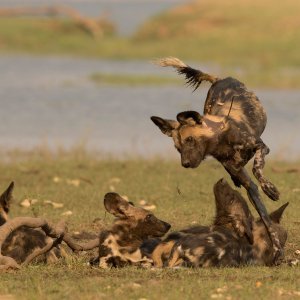 Afrički divlji psi