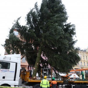 Postavljanje doniranog bora na Trg bana Jelačića