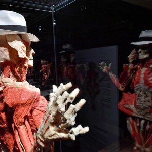 Izložba Body Worlds: Cycle of Life