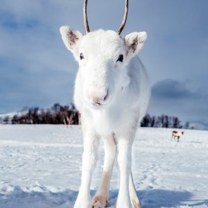 Albino životinje