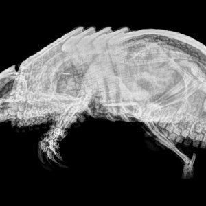 Rendgenske snimke životinja
