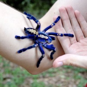 Plava tarantula