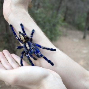 Plava tarantula