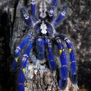 Plava tarantula