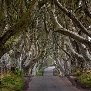 The Dark Hedges - Sjeverna Irska