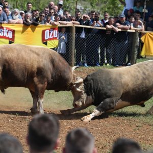 Dicmo: 15. bikijada braće Kokan