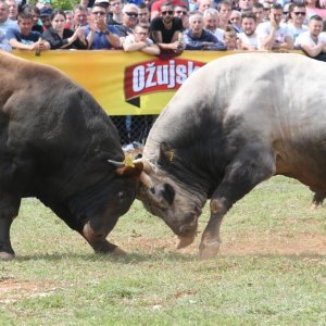 Dicmo: 15. bikijada braće Kokan