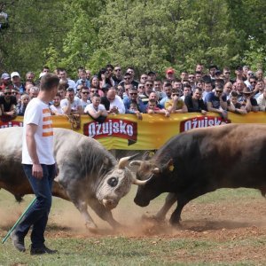 Dicmo: 15. bikijada braće Kokan