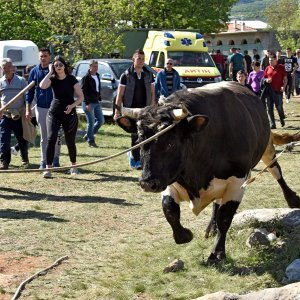 Dicmo: 15. bikijada braće Kokan