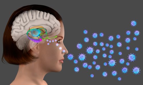 Koronavirus može ući u mozak kroz nos, tvrde neuroznanstvenici