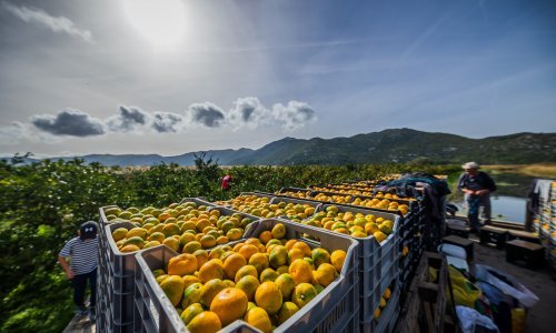 Berba mandarina u dolini Neretve