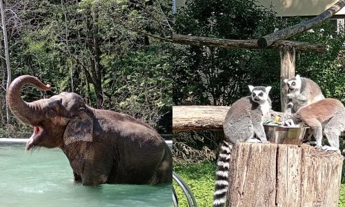 Prošetali smo zoološkim vrtovima u Ljubljani i Zagrebu: Ovo su im ključne razlike