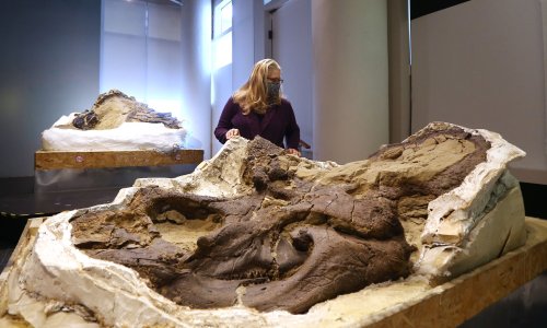 Znanstvenici potvrdili: Nanotyrannus je zasebna vrsta, a ne mladi T. rex