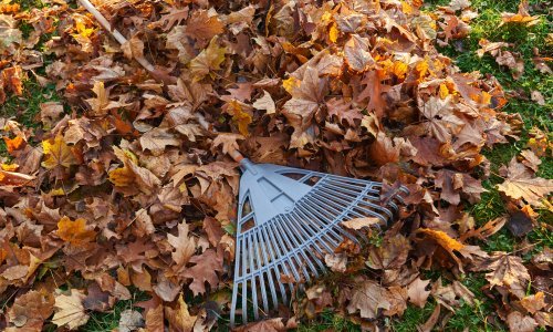 Zaboravite na skupljanje lišća u vrtu; evo zašto ga je najbolje ostaviti na travnjaku