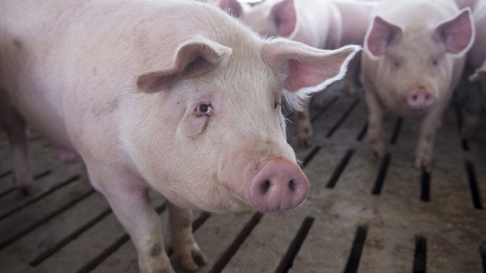 Krenule posebne mjere za afričku svinjsku kugu: Evo koliko je životinja zaraženo