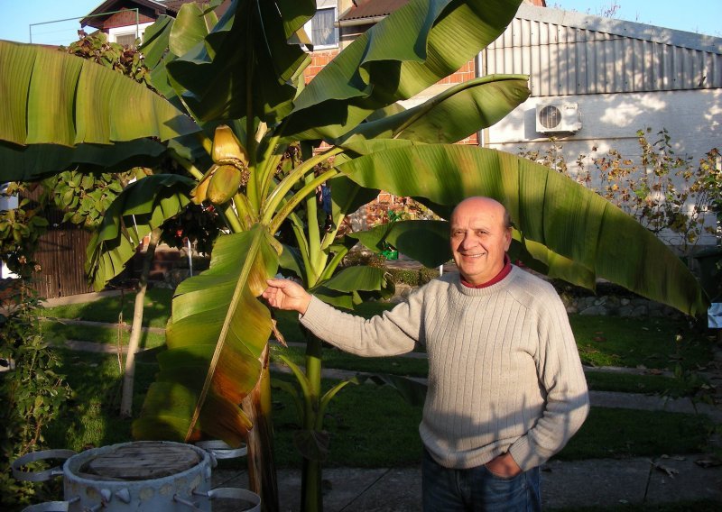 Banana se 'okitila' plodovima u srcu Slavonije