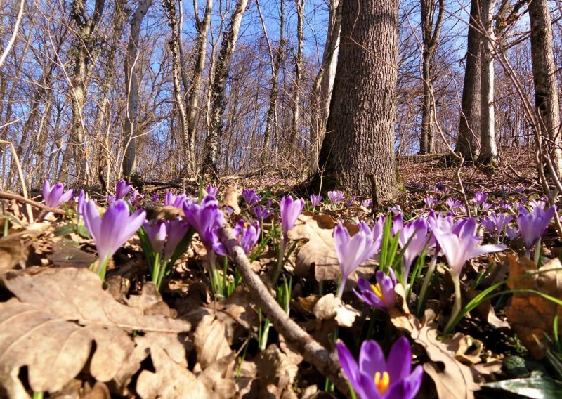 Zagorje u cvatu: Vjesnici proljeća zovu u prirodu