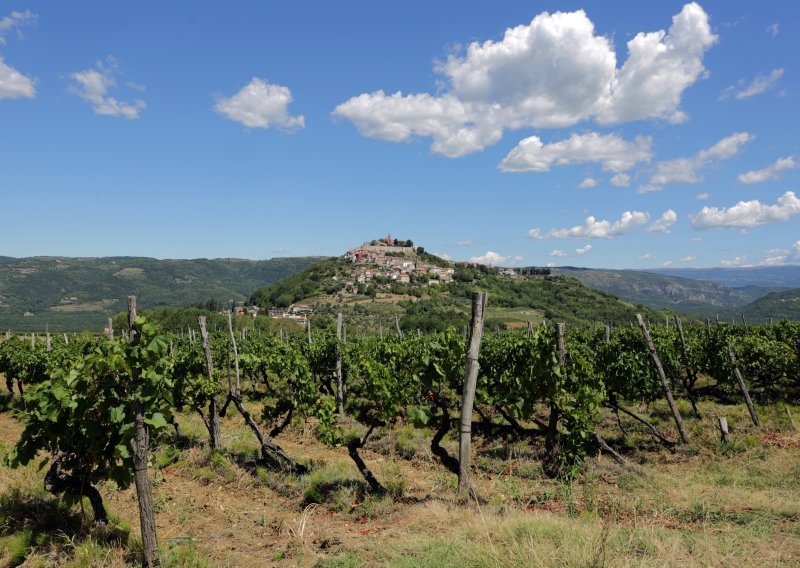 Zaključak međunarodne konferencije u Motovunu: Turizam i vino ne idu jedno bez drugoga