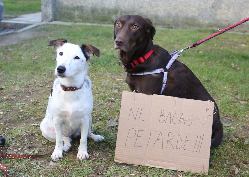 Ne bacajte petarde u blizini pasa, bacite keksić