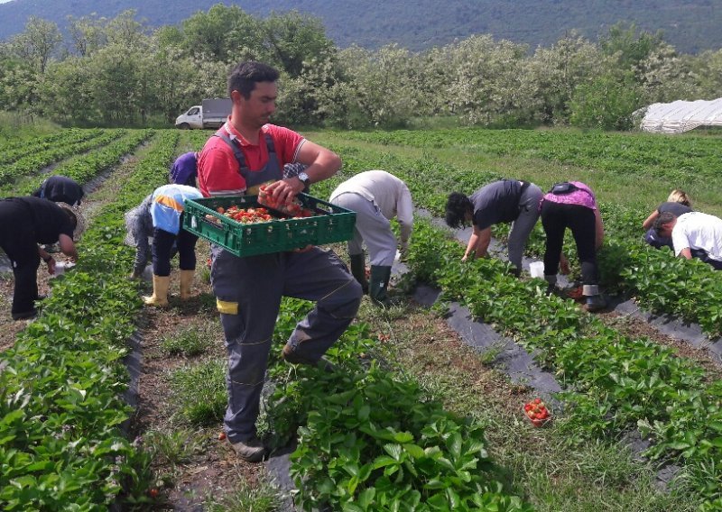 'Uzgoj jagoda zaustavio bi iseljavanje iz brdsko-planinskih područja'