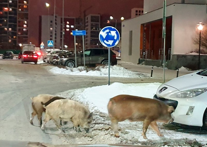 Tri svinje provalile u trgovinu pa se napile