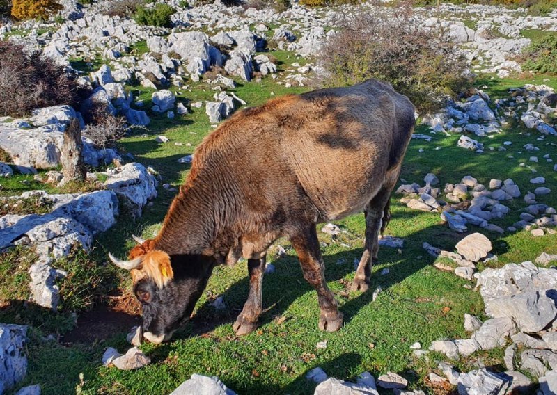 Osvojili smo najvišu cestu Hrvatske s koje se pogled pruža sve do Italije i stekli nova zanimljiva i neobična prijateljstva