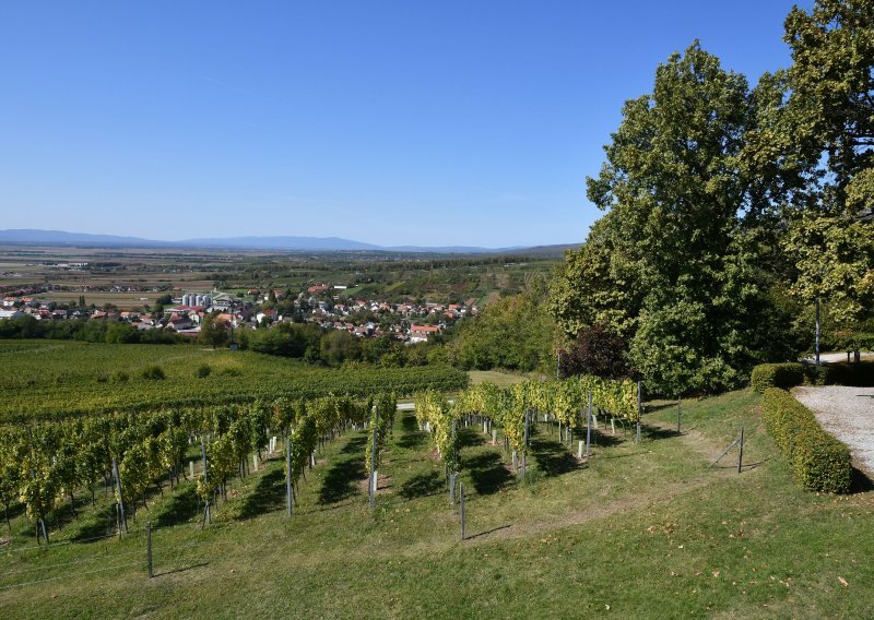 Ako se Zemlja zagrije za još 2 stupnja Celzijeva, nestat će pola svih vinograda