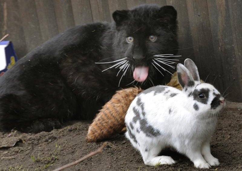 Crni leopard se sprijateljio sa zekom