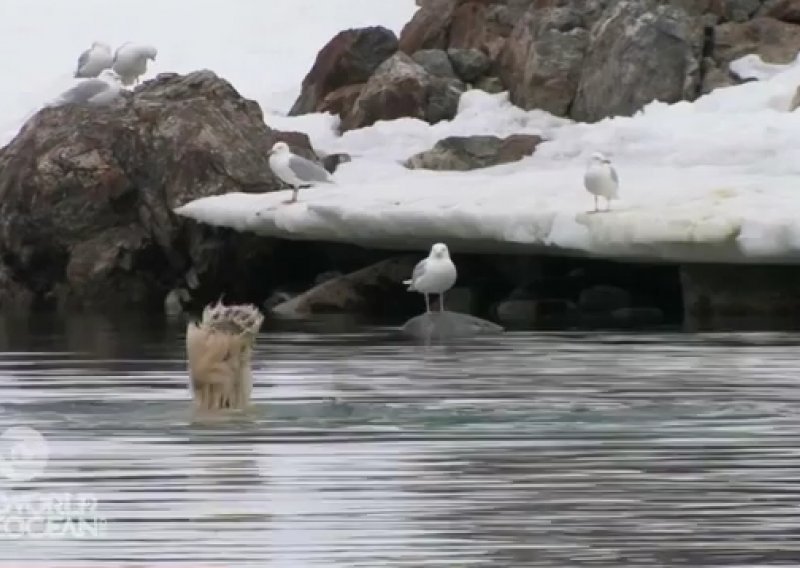 Polarni medvjed radi stoj na šapama!