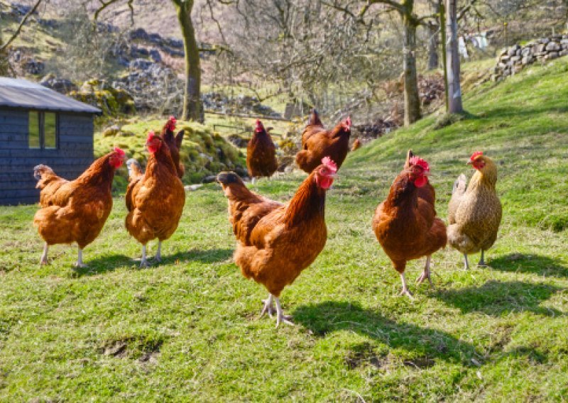 Mještani po selu lovili kradljivce kokoši