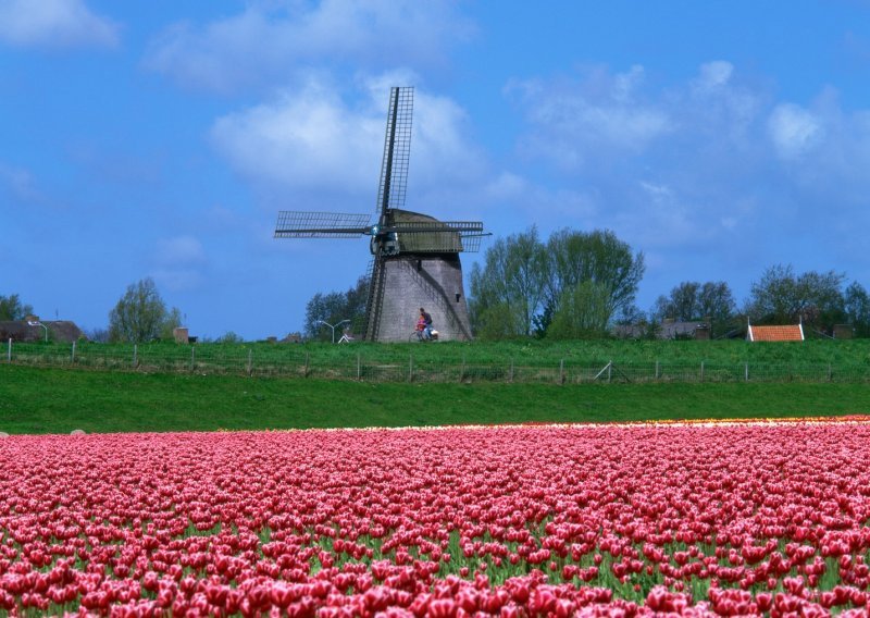 Zbog koronavirusa Nizozemci uništavaju milijune tulipana dnevno