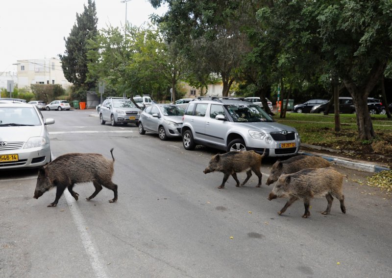 Divljač na ulicama gradova u doba koronavirusa podsjeća nas na vrlo važnu stvar koju olako zaboravljamo