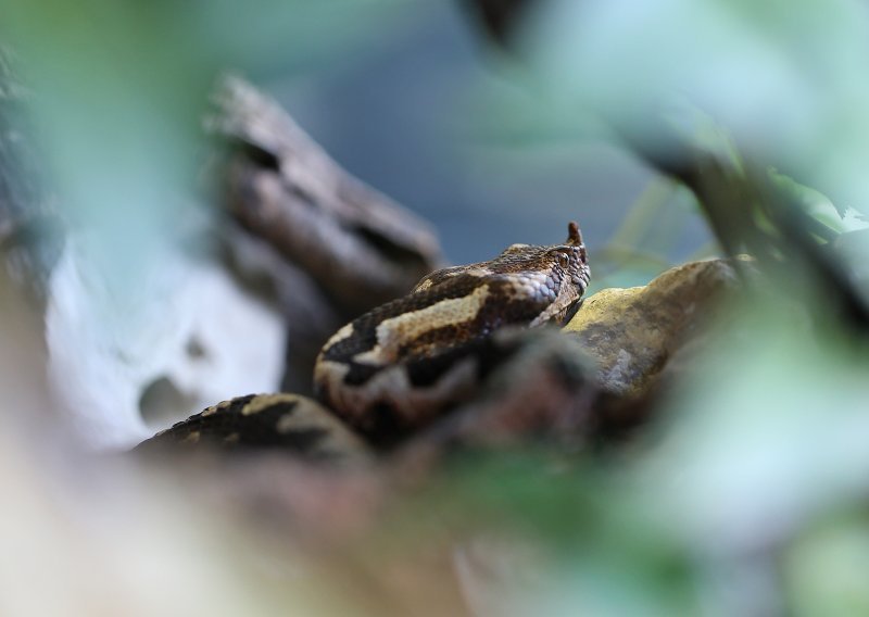 Pogledajte video parenja dvaju poskoka u Dugom Ratu