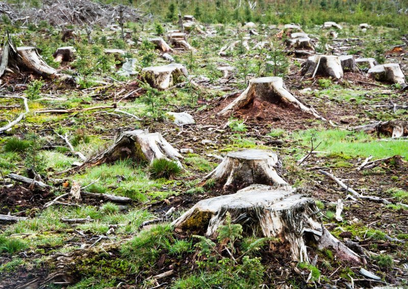 Afrika jedini kontinent na kojemu se ubrzava deforestacija