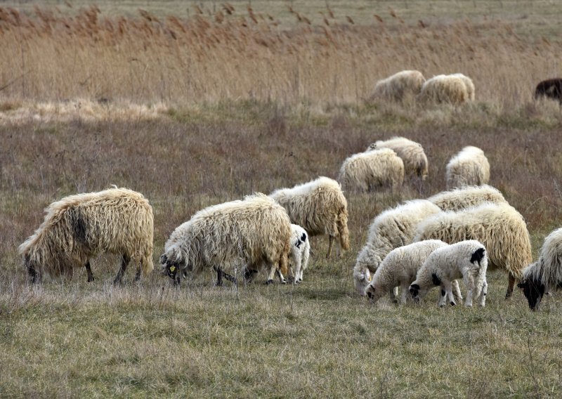 Lažni veterinari u Lovincu uzeli ženi novac od prodaje janjadi