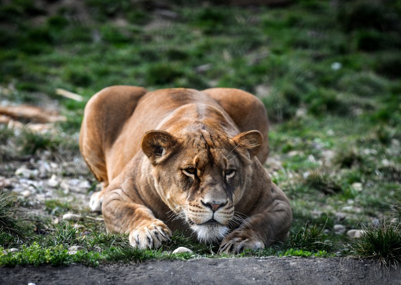 Prijatelji životinja prijavili ZOO u Osijeku zbog patnje lavice