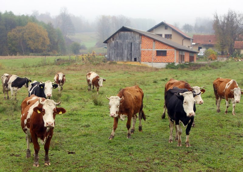 Hoće li stočarstvo na Baniji preživjeti posljedice potresa? Stručnjak upozorava da ni uz državnu potporu stvari ne izgledaju najbolje