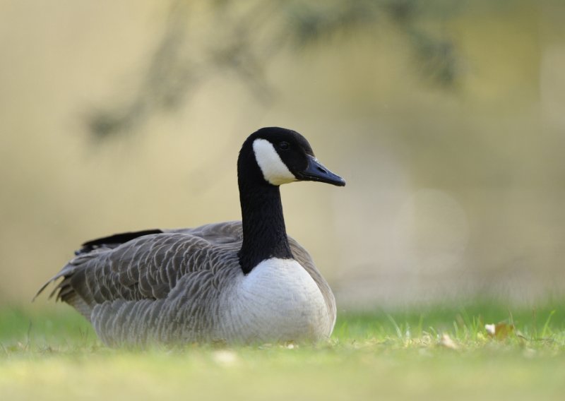 Nitko nije brži od druželjubive guske