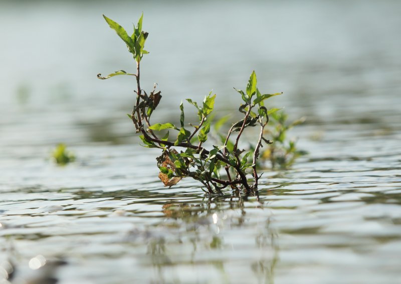 Kalauz (WWF): UNESCO će proglasiti Europsku Amazonu