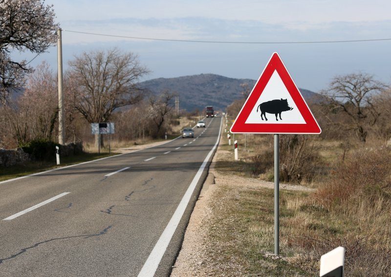 U samo dva dana čak četiri slučaja sudara s krupnom divljači na požeško-slavonskim cestama, nastradale su samo životinje