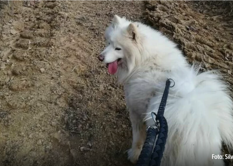 Samojedica Bella upala u zamku, morali su joj amputirati šapu. 'Što bi se dogodilo da je u zamku upalo dijete?'