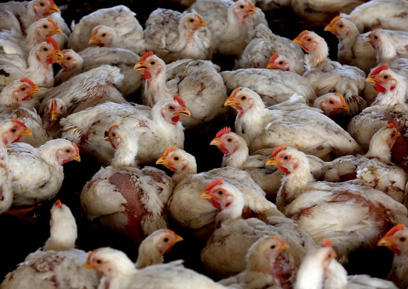 Novi slučaj ptičje gripe u Osječko-baranjskoj županiji