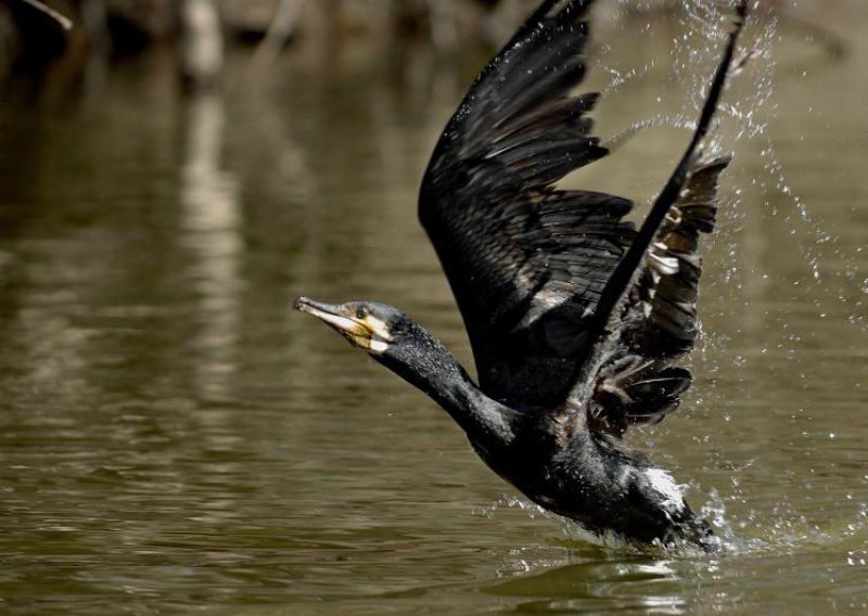 Winter bird watching begins in Kopacki Rit