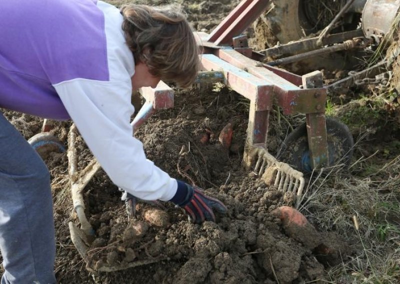 Poljoprivredna gospodarstva koriste 1,56 milijuna hektara površina