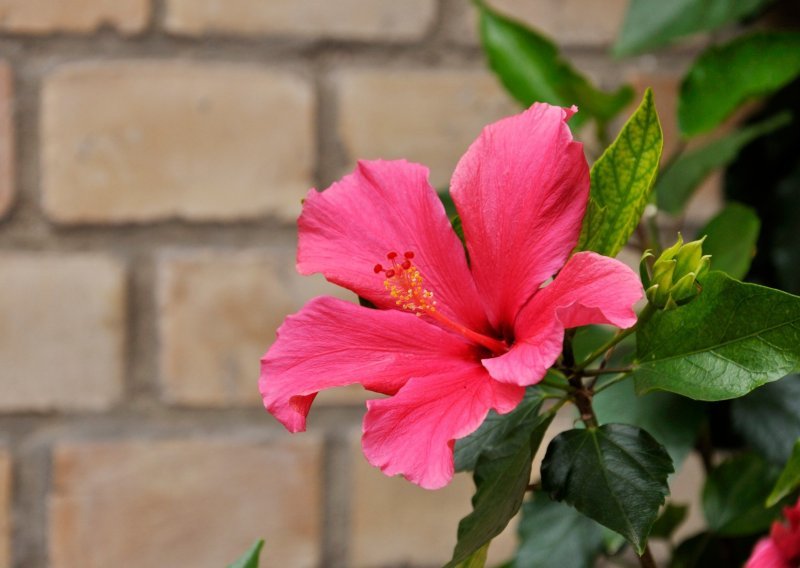 Hibiskus oduševljava cvjetovima u prekrasnoj paleti boja, a ove stvari dobro je znati prije nego krenete sa sadnjom