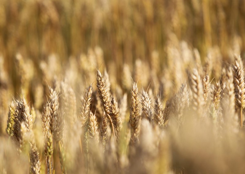 FAO: Hrana nikad skuplja, u ožujku najviše skočile cijene biljnih ulja i žitarica